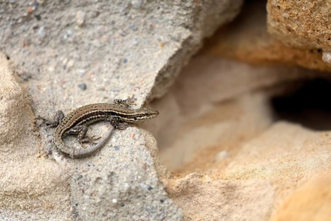 Sand lizard (Lacerta agilis), adult, female, Ellerstadt, Rhineland-Palatinate, Germany