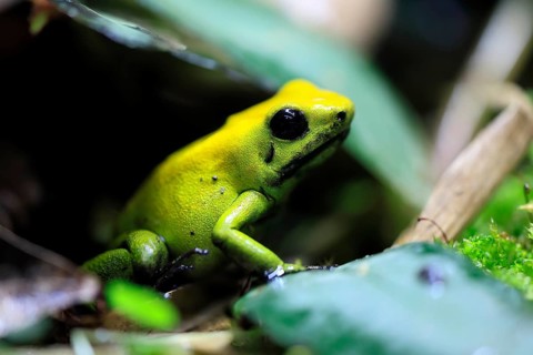 Black-legged poison frog (Phyllobates bicolor), adult, alert, South America, captive