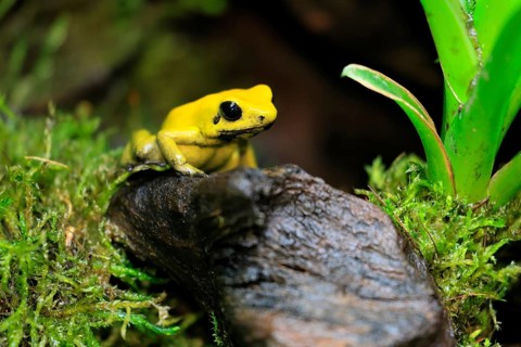 Black-legged poison frog (Phyllobates bicolor), adult, alert, South America, captive
