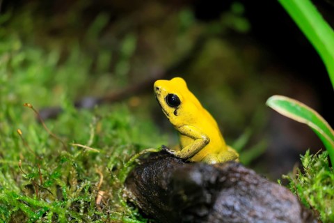 Black-legged poison frog (Phyllobates bicolor), adult, alert, South America, captive