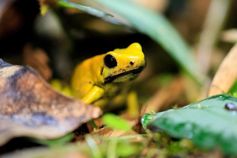 Black-legged poison frog (Phyllobates bicolor), adult, alert, South America, captive