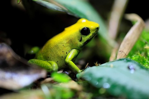 Black-legged poison frog (Phyllobates bicolor), adult, alert, South America, captive