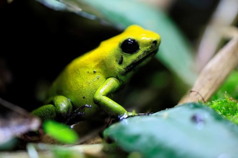 Black-legged poison frog (Phyllobates bicolor), adult, alert, South America, captive