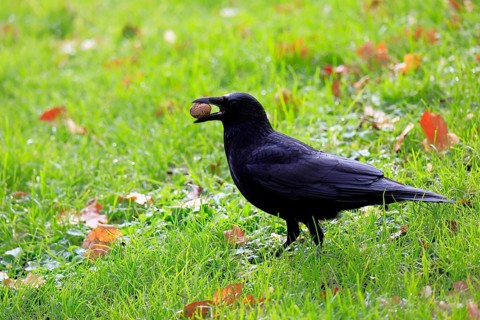 Raven (Corvus corone), adult, alert, on ground, feeding, walnut, Rhineland-Palatinate, Germany