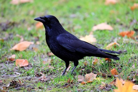 Raven (Corvus corone), adult, alert, on the ground, foraging, Rhineland-Palatinate, Germany