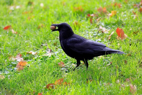 Raven (Corvus corone), adult, alert, on ground, feeding, walnut, Rhineland-Palatinate, Germany