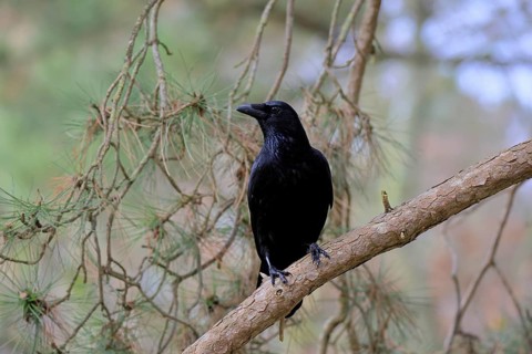 Raven crow (Corvus corone), adult, vigilant, on tree, Rhineland-Palatinate, Germany