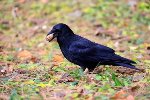 Raven (Corvus corone), adult, alert, on ground, feeding, walnut, Rhineland-Palatinate, Germany