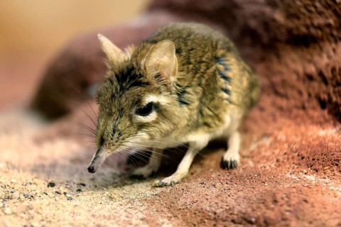 Rufous elephant shrew (Galegeeska rufescens), adult, on ground, foraging, alert, East Africa