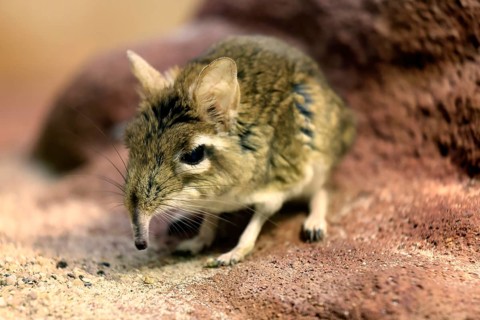 Rufous elephant shrew (Galegeeska rufescens), adult, on ground, foraging, alert, East Africa