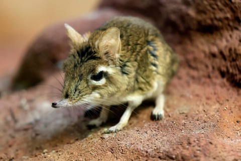 Rufous elephant shrew (Galegeeska rufescens), adult, on ground, foraging, alert, East Africa