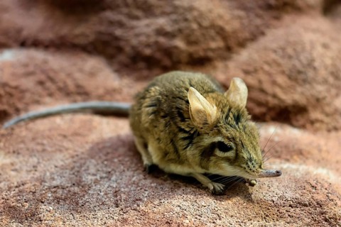 Rufous elephant shrew (Galegeeska rufescens), adult, on ground, foraging, alert, East Africa