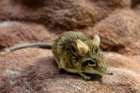Rufous elephant shrew (Galegeeska rufescens), adult, on ground, foraging, alert, East Africa