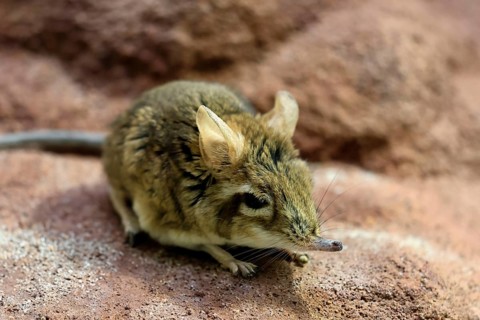 Rufous elephant shrew (Galegeeska rufescens), adult, on ground, foraging, alert, East Africa