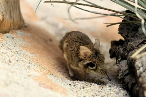 Rufous elephant shrew (Galegeeska rufescens), adult, on ground, foraging, alert, East Africa