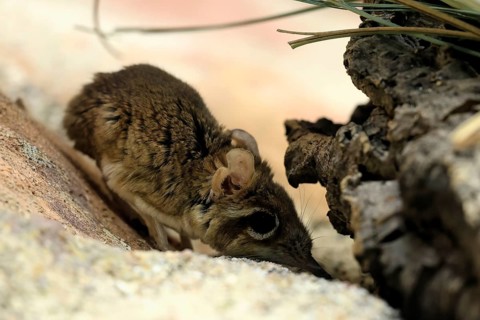 Rufous elephant shrew (Galegeeska rufescens), adult, on ground, foraging, alert, East Africa