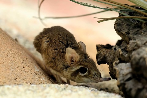 Rufous elephant shrew (Galegeeska rufescens), adult, on ground, foraging, alert, East Africa