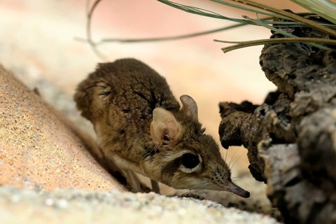 Rufous elephant shrew (Galegeeska rufescens), adult, on ground, foraging, alert, East Africa