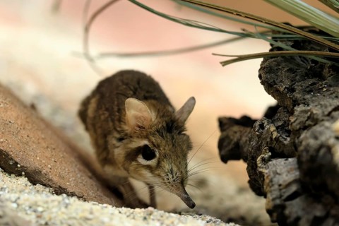 Rufous elephant shrew (Galegeeska rufescens), adult, on ground, foraging, alert, East Africa