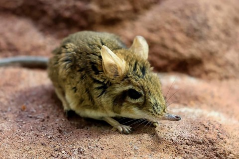 Rufous elephant shrew (Galegeeska rufescens), adult, on ground, foraging, alert, East Africa