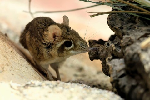 Rufous elephant shrew (Galegeeska rufescens), adult, on ground, foraging, alert, East Africa