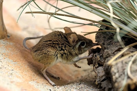 Rufous elephant shrew (Galegeeska rufescens), adult, on ground, foraging, alert, East Africa