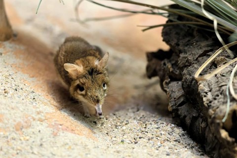Rufous elephant shrew (Galegeeska rufescens), adult, on ground, foraging, alert, East Africa