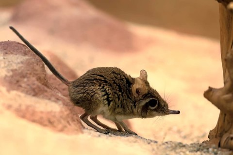 Rufous elephant shrew (Galegeeska rufescens), adult, on ground, foraging, alert, East Africa