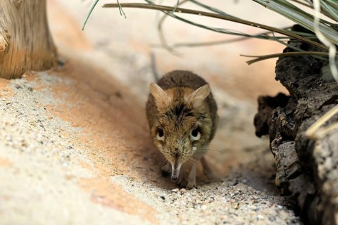 Rufous elephant shrew (Galegeeska rufescens), adult, on ground, foraging, alert, East Africa