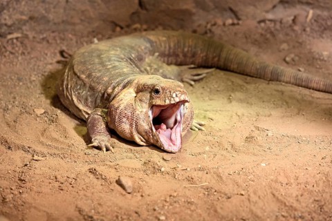 Red tegu (Salvator rufescens), adult, on ground, threatening, South America, captive