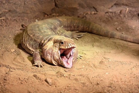 Red tegu (Salvator rufescens), adult, on ground, threatening, South America, captive