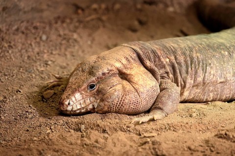 Red tegu (Salvator rufescens), adult, on ground, portrait, foraging, South America, captive