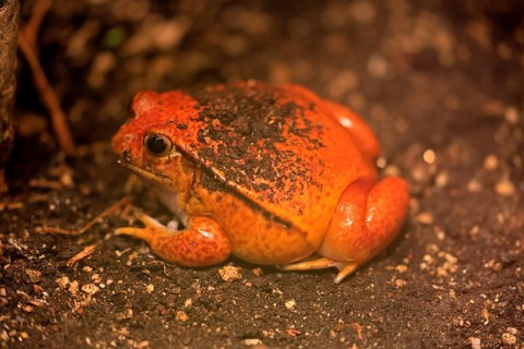 Red Tomato Frog (Dyscophus antongilii), adult, on the ground, foraging, endangered, Madagascar
