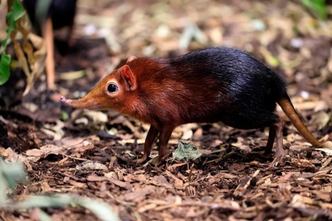 Red-shouldered proboscis dog (Rhynchocyon petersi), proboscis jumper, adult, foraging, vigilant, on