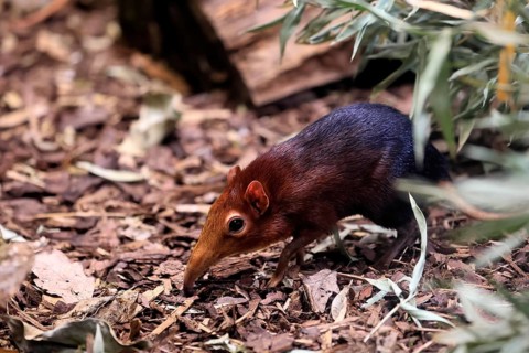 Red-shouldered proboscis dog (Rhynchocyon petersi), proboscis jumper, adult, foraging, vigilant, on