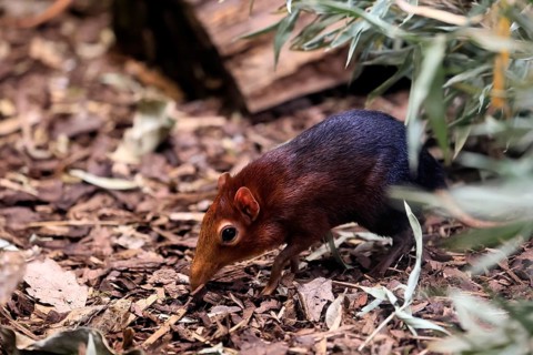 Red-shouldered proboscis dog (Rhynchocyon petersi), proboscis jumper, adult, foraging, vigilant, on