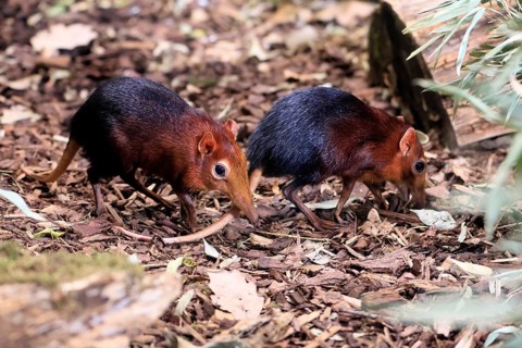 Red-shouldered proboscis dog (Rhynchocyon petersi), proboscis jumper, adult, foraging, pair, two,