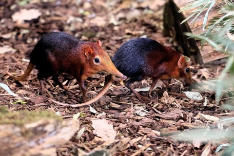Red-shouldered proboscis dog (Rhynchocyon petersi), proboscis jumper, adult, foraging, pair, two,