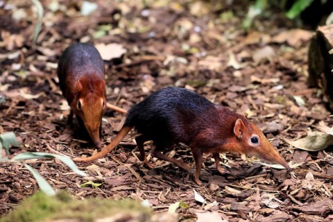 Red-shouldered proboscis dog (Rhynchocyon petersi), proboscis jumper, adult, foraging, pair, two,