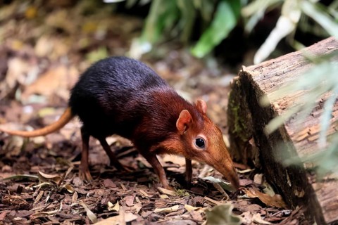 Red-shouldered proboscis dog (Rhynchocyon petersi), proboscis jumper, adult, foraging, vigilant, on