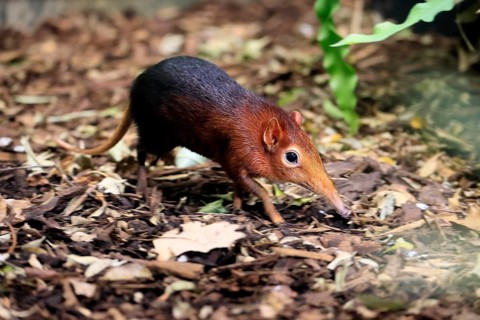 Red-shouldered proboscis dog (Rhynchocyon petersi), proboscis jumper, adult, foraging, vigilant, on