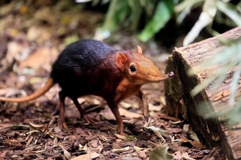 Red-shouldered proboscis dog (Rhynchocyon petersi), proboscis jumper, adult, foraging, vigilant, on