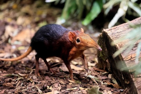 Red-shouldered proboscis dog (Rhynchocyon petersi), proboscis jumper, adult, foraging, vigilant, on
