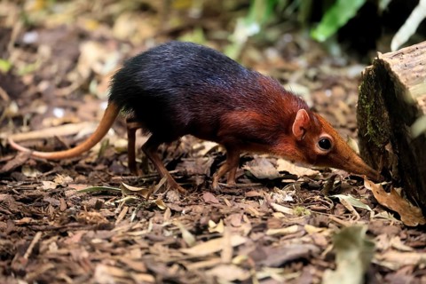 Red-shouldered proboscis dog (Rhynchocyon petersi), proboscis jumper, adult, foraging, vigilant, on