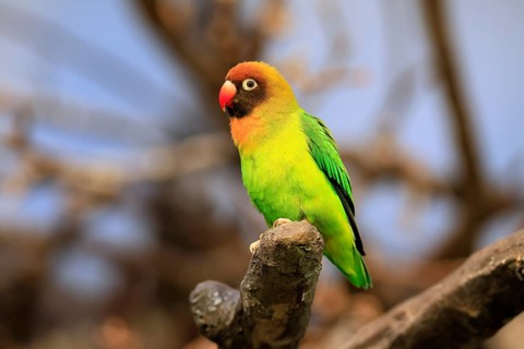 Sooty-head (Agapornis nigrigenis), adult, perch, watchful, Zambia, Africa, captive