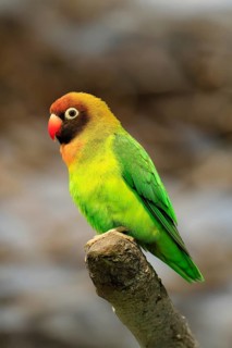 Sooty-head (Agapornis nigrigenis), adult, perch, watchful, Zambia, Africa, captive