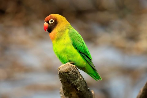 Sooty-head (Agapornis nigrigenis), adult, perch, watchful, Zambia, Africa, captive