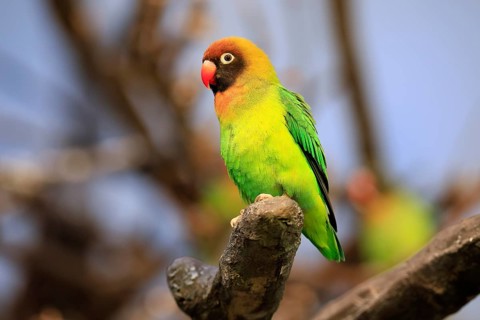 Sooty-head (Agapornis nigrigenis), adult, perch, watchful, Zambia, Africa, captive