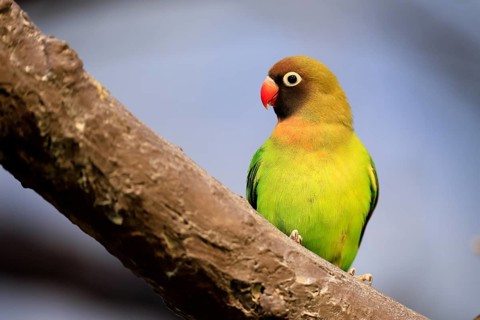 Sooty-head (Agapornis nigrigenis), adult, on tree, portrait, alert, Zambia, Africa, captive
