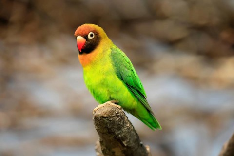 Sooty-head (Agapornis nigrigenis), adult, perch, watchful, Zambia, Africa, captive